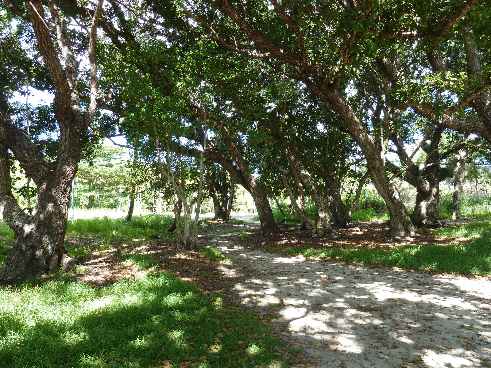 รูปถ่าย นิวแคลิโดเนีย(New Caledonia) เกาะลีฟู(Lifou) หาดลูเอ็งโกนี(Luengoni Beach) 2010-05 41