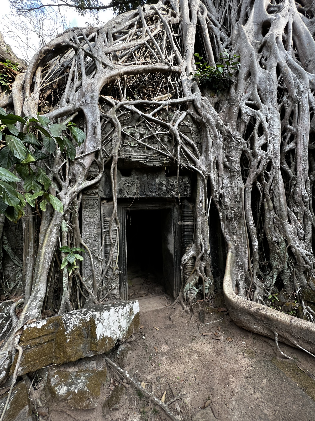 รูปถ่าย กัมพูชา(Cambodia) เสียมราฐ(Siem Reap) ปราสาทตาพรหม(Ta Prohm) 2023-01 29