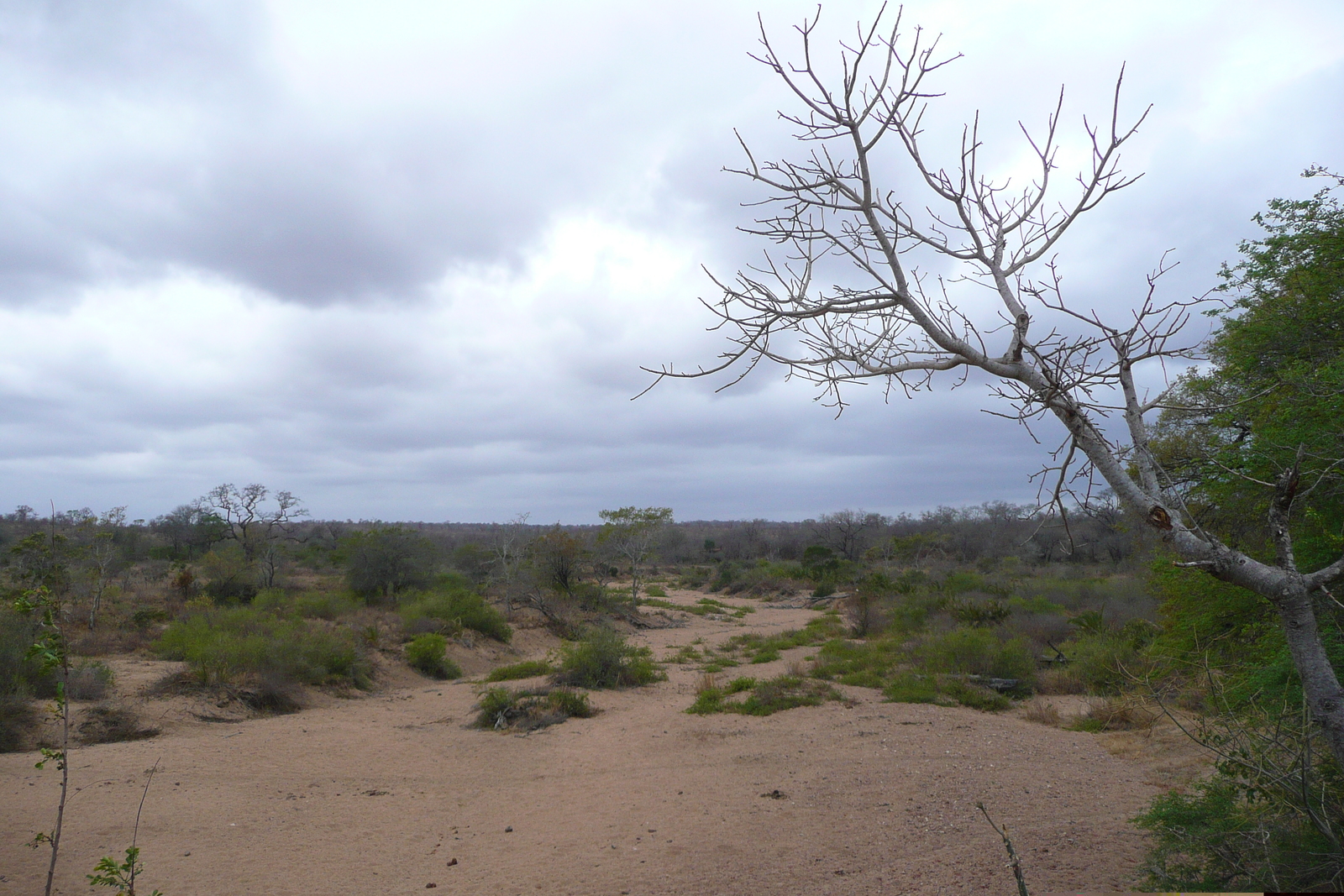 รูปถ่าย แอฟริกาใต้(South Africa) อุทยานแห่งชาติครูเกอร์(Kruger National Park) 2008-09 104