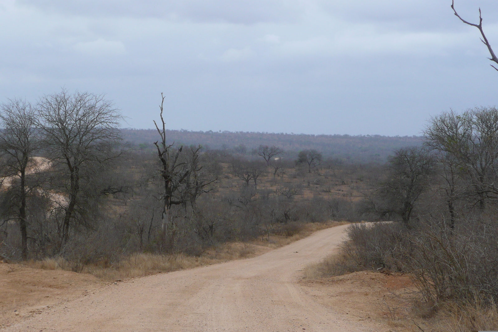 รูปถ่าย แอฟริกาใต้(South Africa) อุทยานแห่งชาติครูเกอร์(Kruger National Park) 2008-09 122