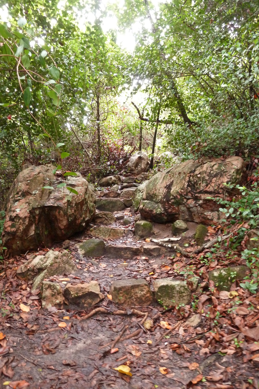 รูปถ่าย เซเชลส์(Seychelles) เกาะกูรีเยิซ(Curieuse) 2011-10 55