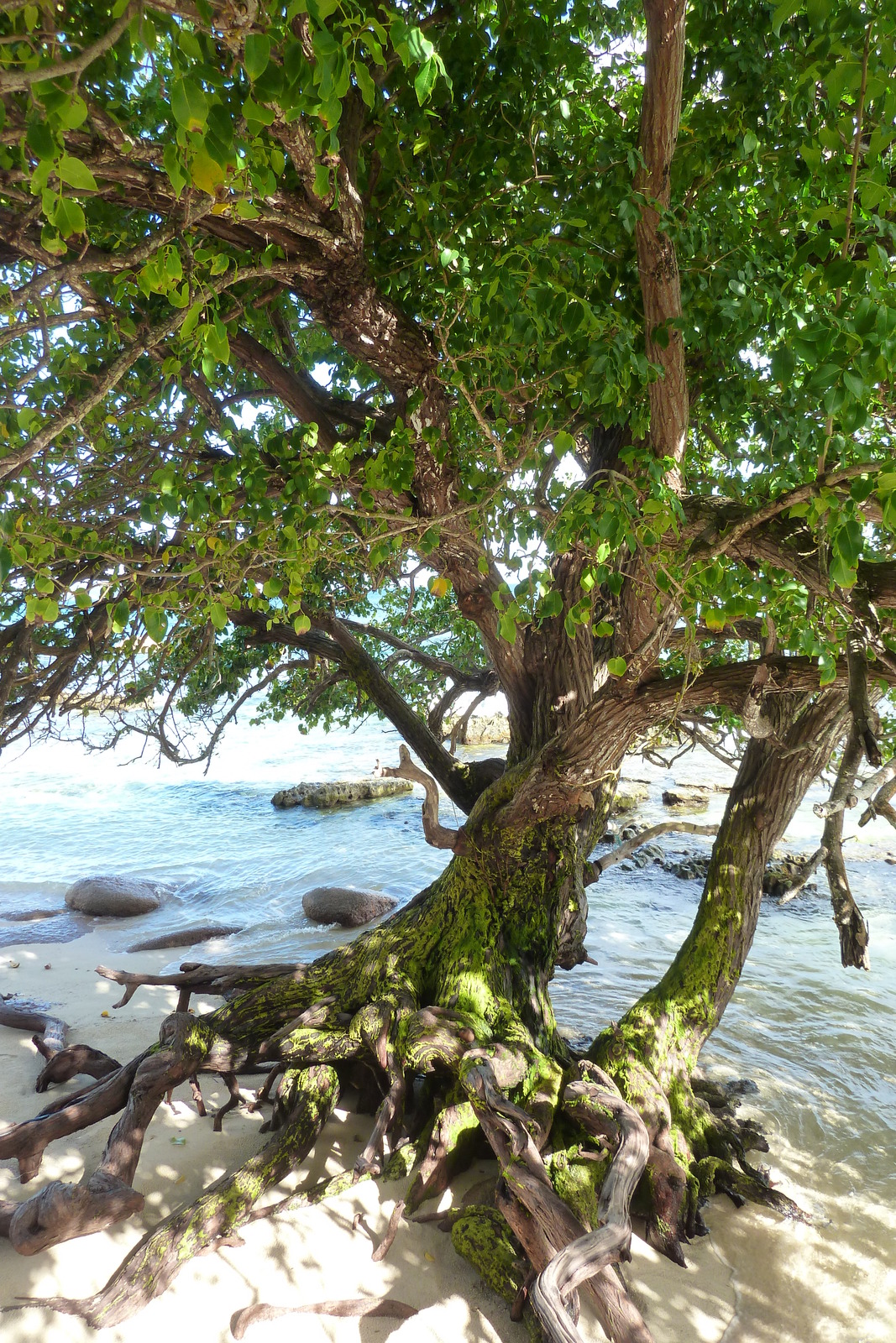 รูปถ่าย เซเชลส์(Seychelles) เกาะปราลิน(Praslin) 2011-10 178