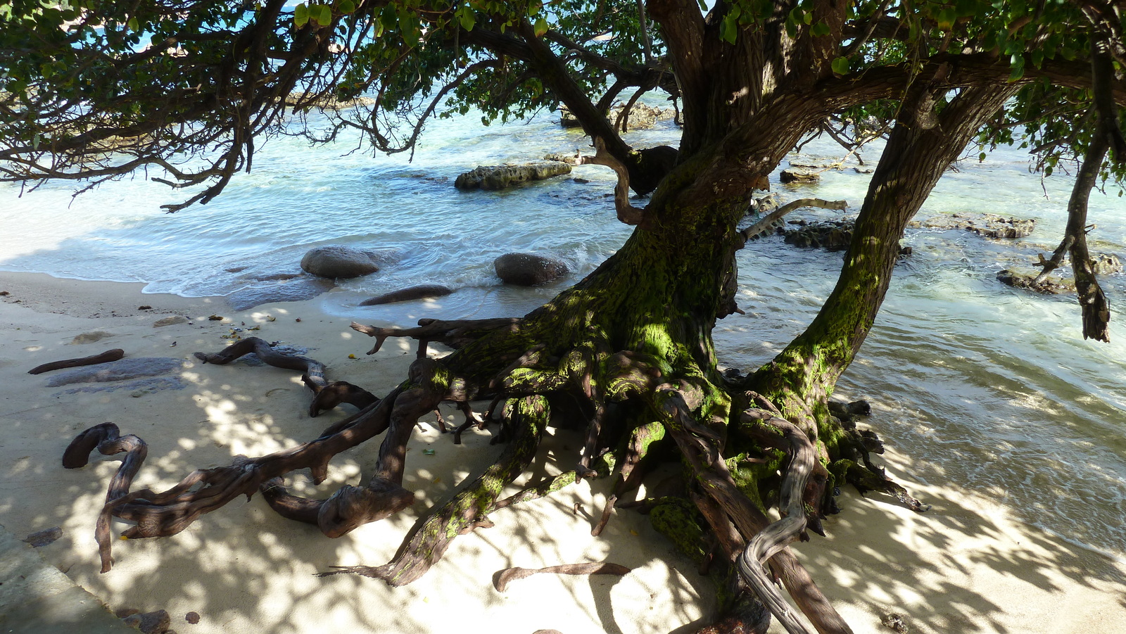 รูปถ่าย เซเชลส์(Seychelles) เกาะปราลิน(Praslin) 2011-10 216