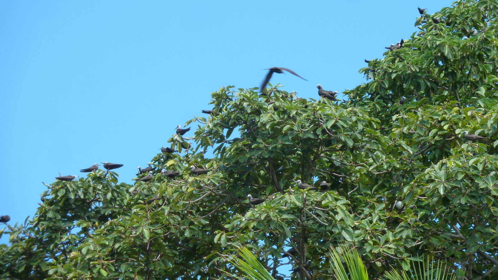 รูปถ่าย เซเชลส์(Seychelles) เกาะโกโก้(Coco Island) 2011-10 14