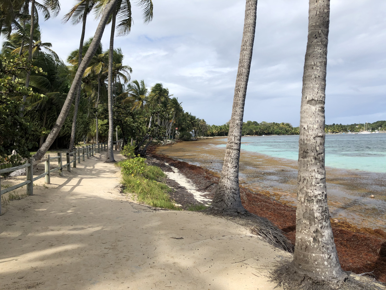 รูปถ่าย กวาเดอลูป(Guadeloupe) หาดลาการาแวล(La Caravelle Beach) 2021-02 159