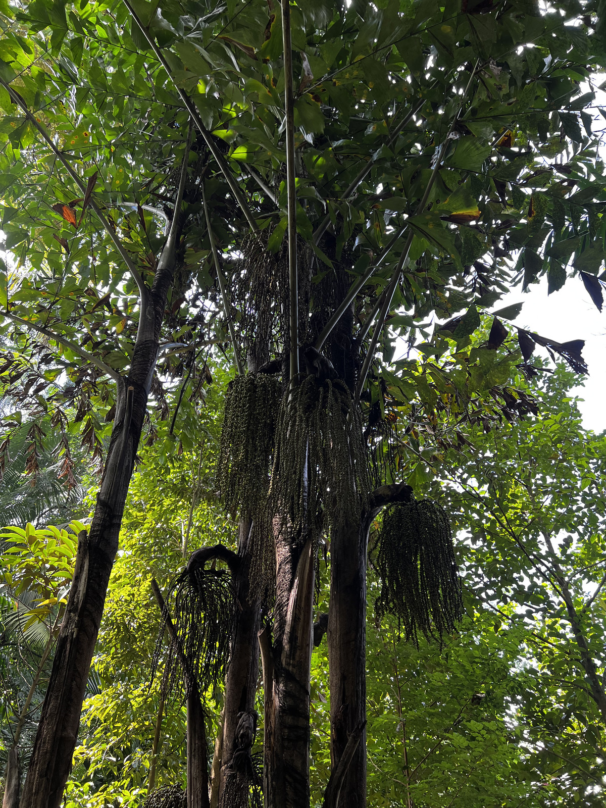 รูปถ่าย สิงคโปร์(Singapore) สวนพฤกษศาสตร์สิงคโปร์(Singapore Botanic Gardens) 2023-01 36
