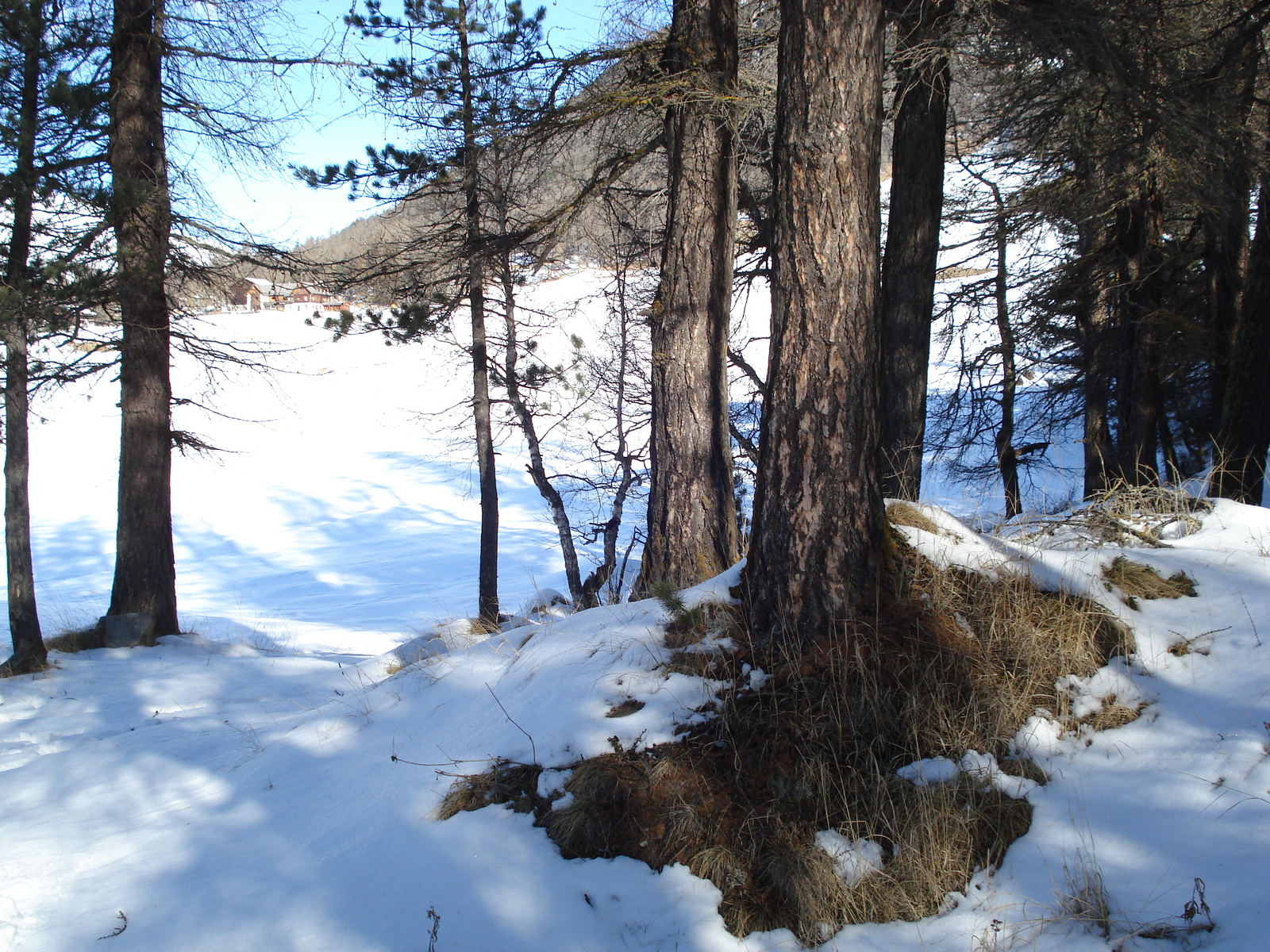 รูปถ่าย สวิสเซอร์แลนด์(Switzerland) ปองเทรซีน่า(Pontresina) 2007-01 159