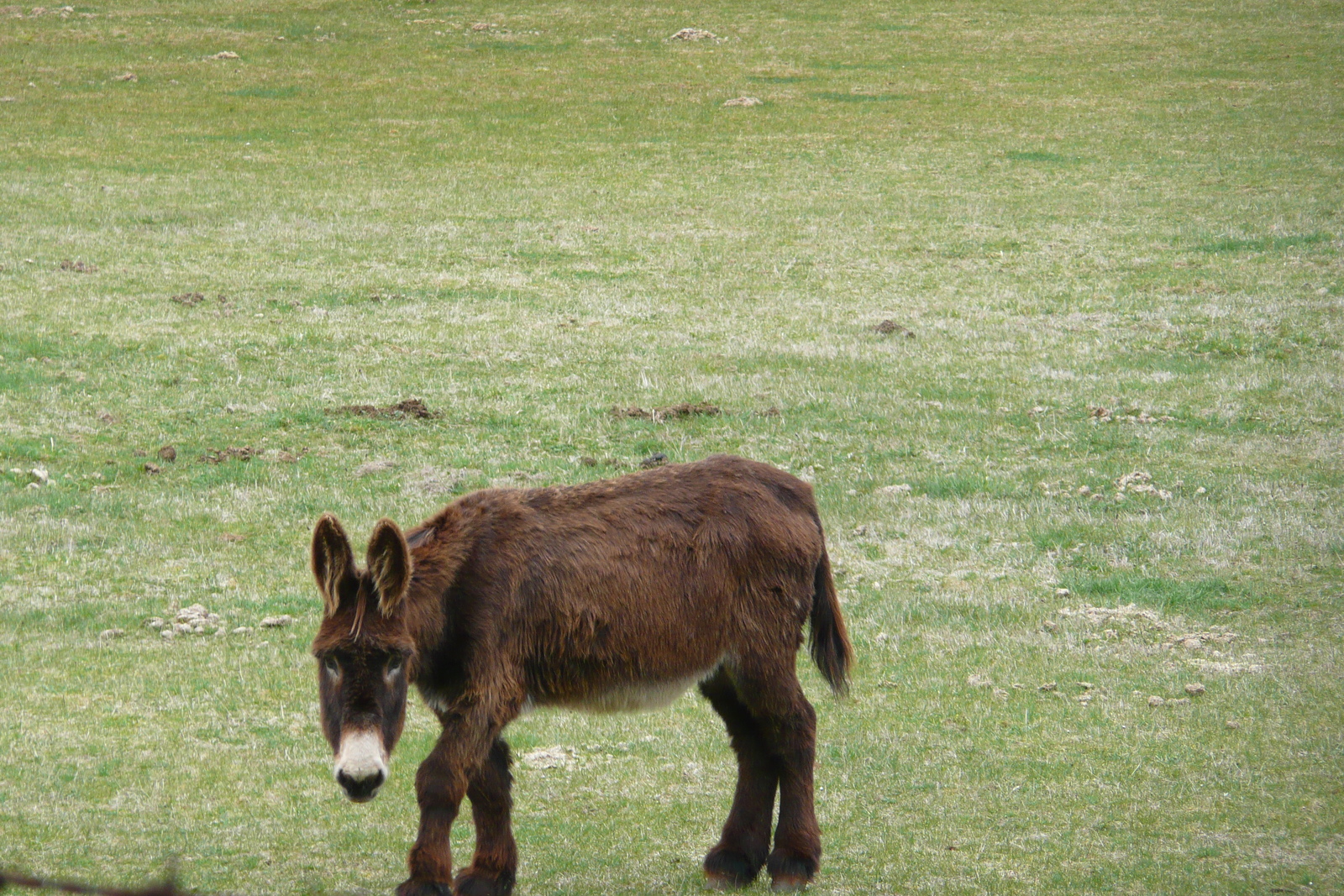 รูปถ่าย ฝรั่งเศส(France) โอบรัก(L'Aubrac) 2008-04 104