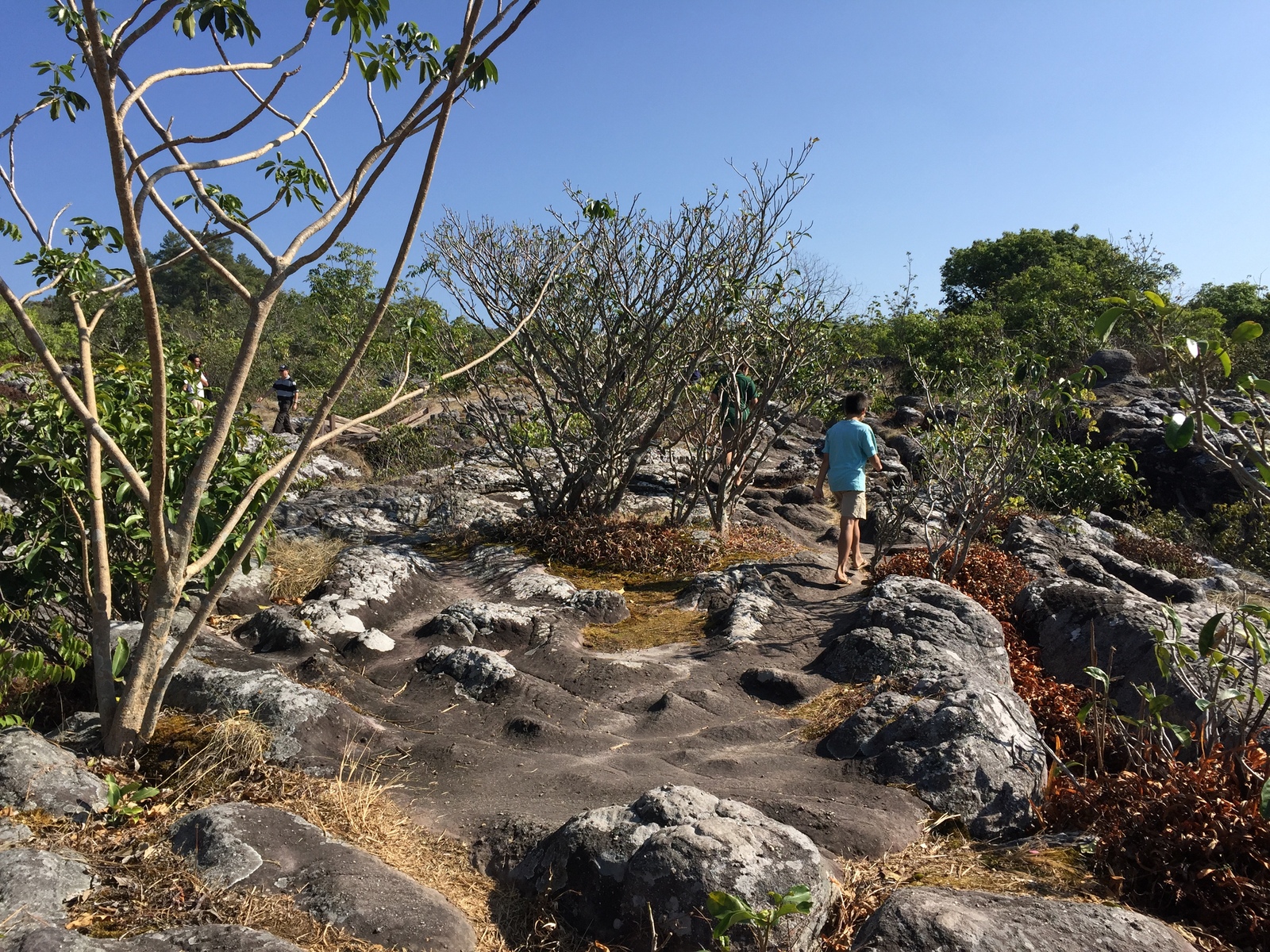 รูปถ่าย ไทย(Thailand) อุทยานแห่งชาติภูหินร่องกล้า(Phu Hin Rong Kla National Park) 2014-12 254