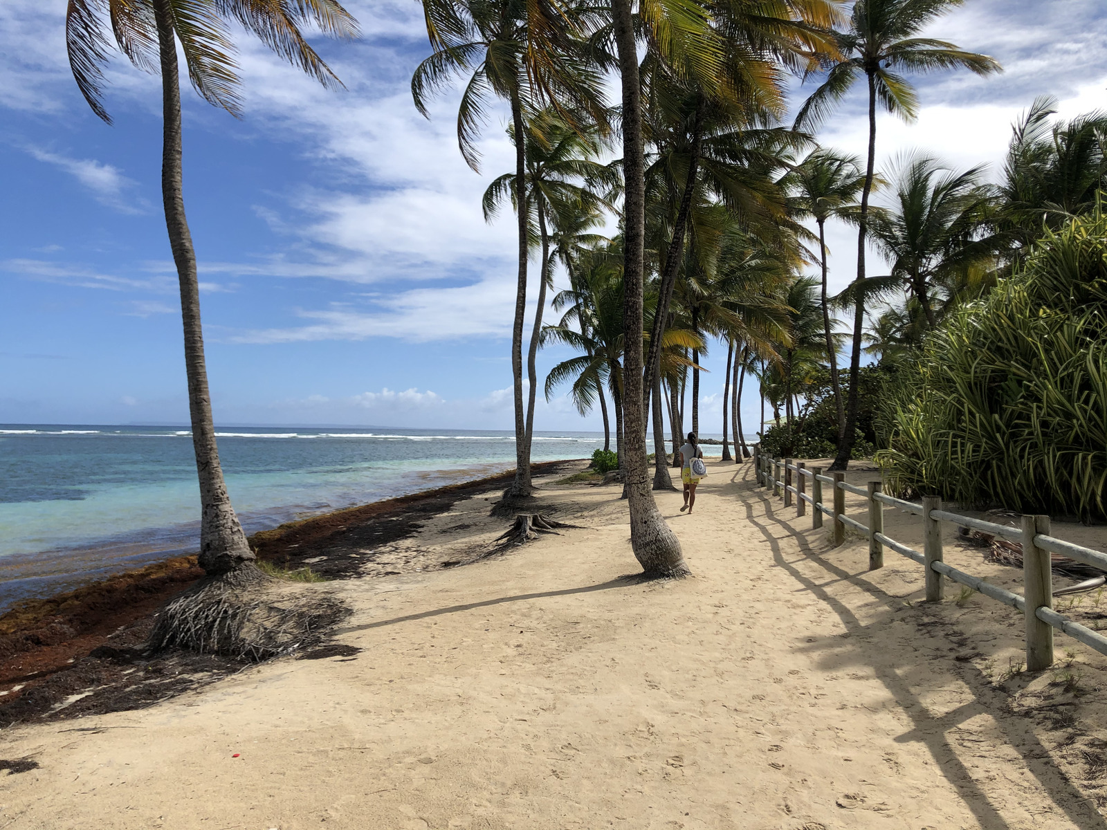 รูปถ่าย กวาเดอลูป(Guadeloupe) หาดลาการาแวล(La Caravelle Beach) 2021-02 6