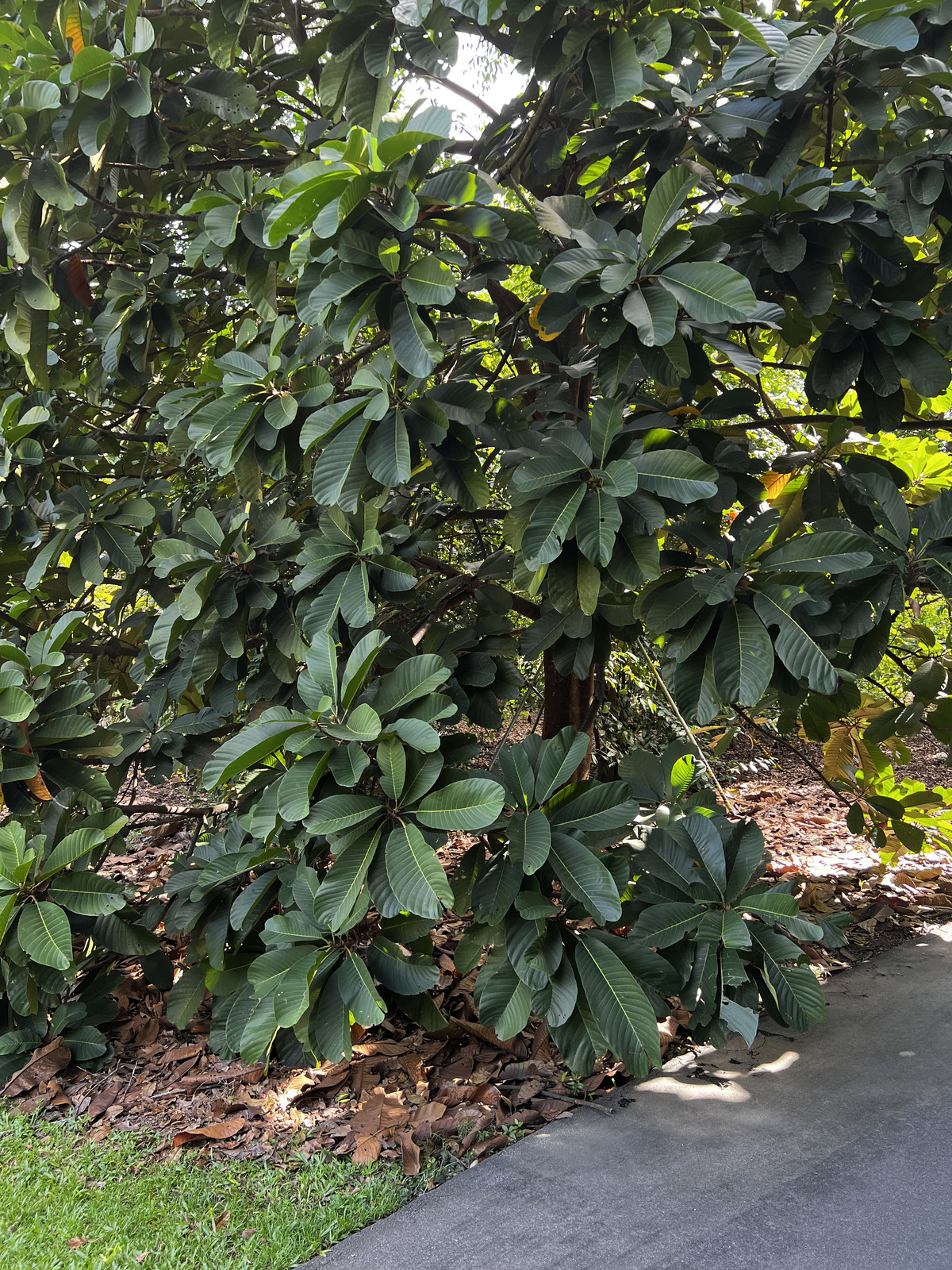 รูปถ่าย สิงคโปร์(Singapore) สวนพฤกษศาสตร์สิงคโปร์(Singapore Botanic Gardens) 2023-01 46