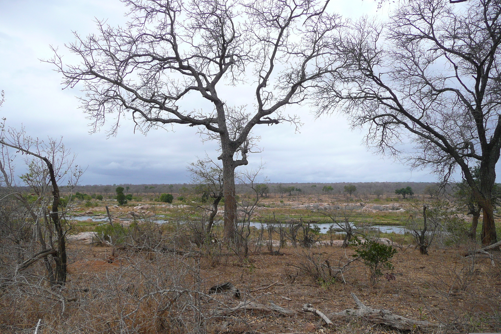 รูปถ่าย แอฟริกาใต้(South Africa) อุทยานแห่งชาติครูเกอร์(Kruger National Park) แม่น้ำครอกโคไดล์(Crocodile River) 2008-09 38