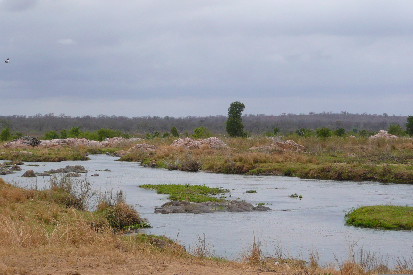 รูปถ่าย แอฟริกาใต้(South Africa) อุทยานแห่งชาติครูเกอร์(Kruger National Park) แม่น้ำครอกโคไดล์(Crocodile River) 2008-09 37