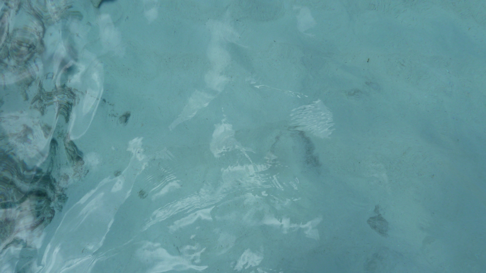 รูปถ่าย เซเชลส์(Seychelles) เกาะโกโก้(Coco Island) 2011-10 75