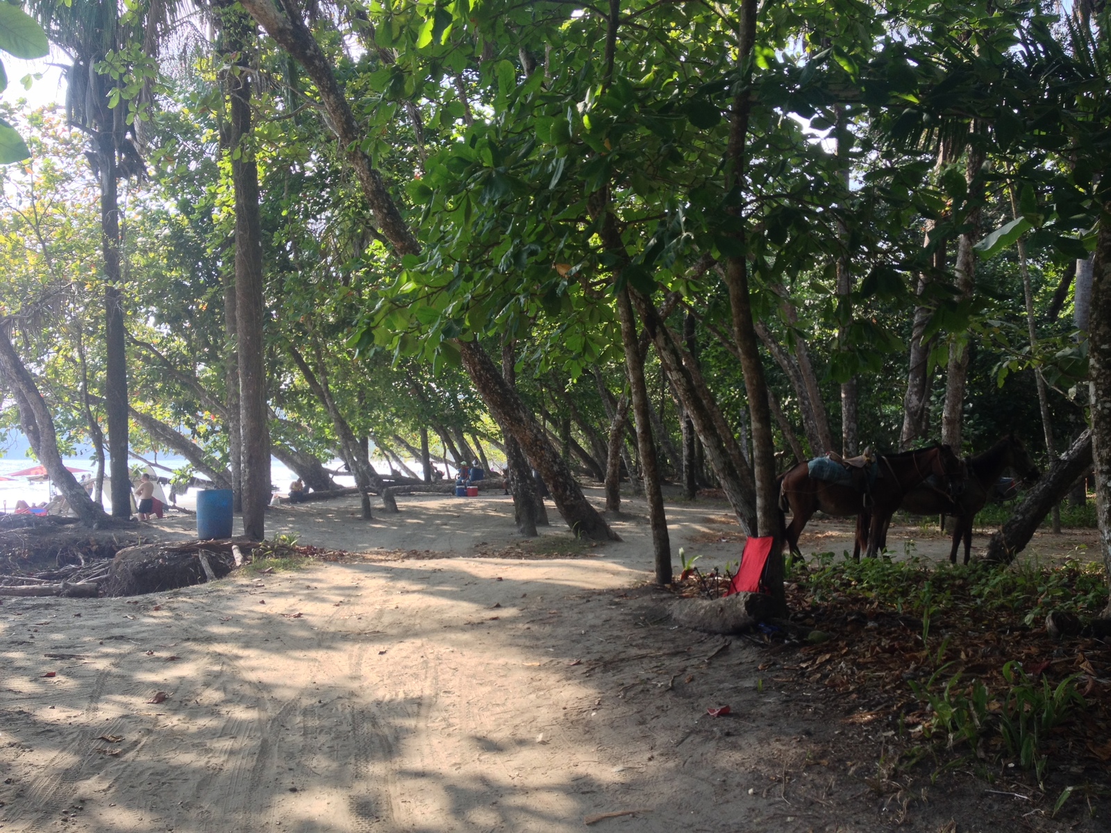 รูปถ่าย คอสตาริกา(Costa Rica) มานวยล์อันโตนีโอ(Manuel Antonio) 2015-03 242