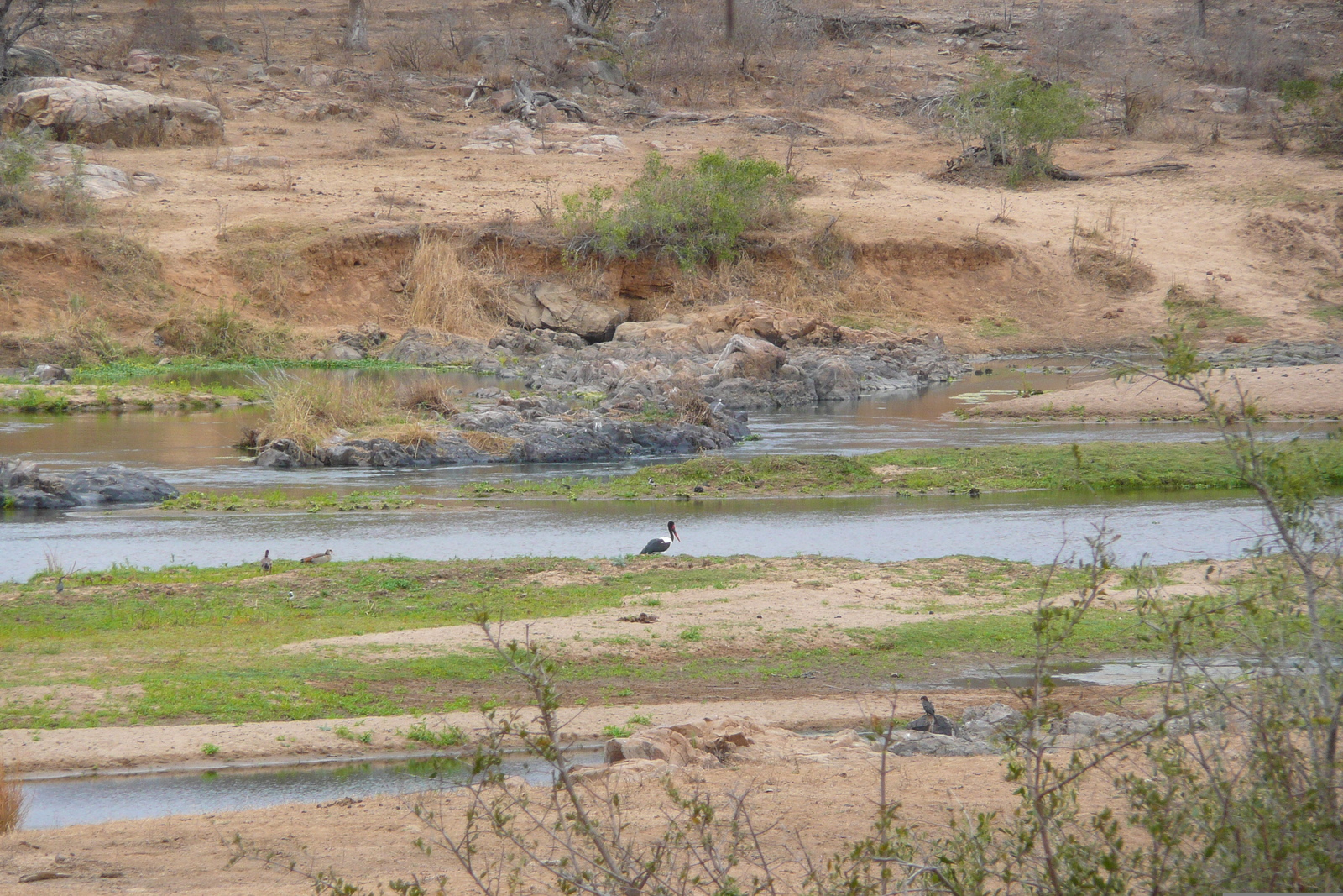 รูปถ่าย แอฟริกาใต้(South Africa) อุทยานแห่งชาติครูเกอร์(Kruger National Park) แม่น้ำครอกโคไดล์(Crocodile River) 2008-09 28