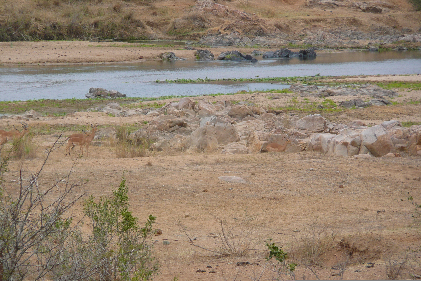 รูปถ่าย แอฟริกาใต้(South Africa) อุทยานแห่งชาติครูเกอร์(Kruger National Park) แม่น้ำครอกโคไดล์(Crocodile River) 2008-09 31