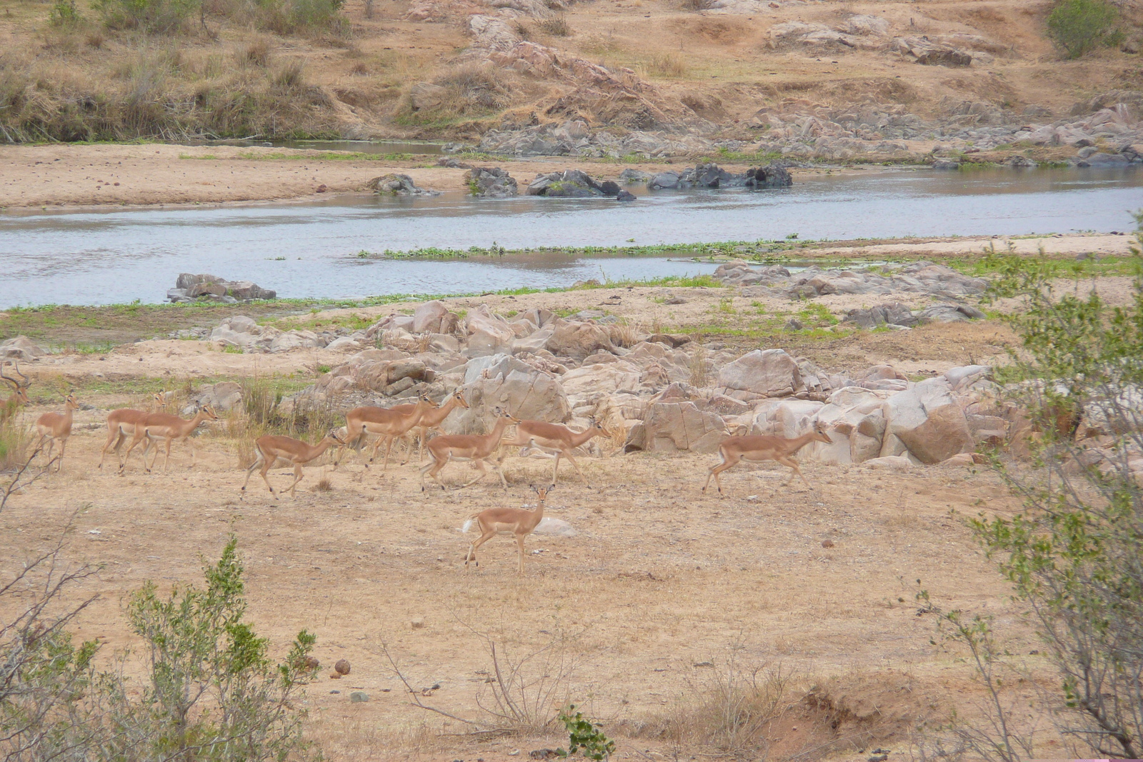 รูปถ่าย แอฟริกาใต้(South Africa) อุทยานแห่งชาติครูเกอร์(Kruger National Park) แม่น้ำครอกโคไดล์(Crocodile River) 2008-09 39