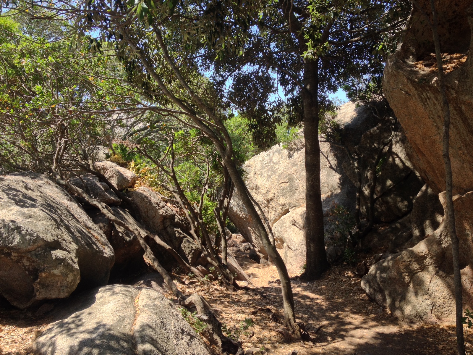 รูปถ่าย อิตาลี(Italy) ซาร์ดิเนีย(Sardinia) หินรูปหมี (รอกชาเดลลอร์โซ)(Roccia dell'Orso) 2015-06 36