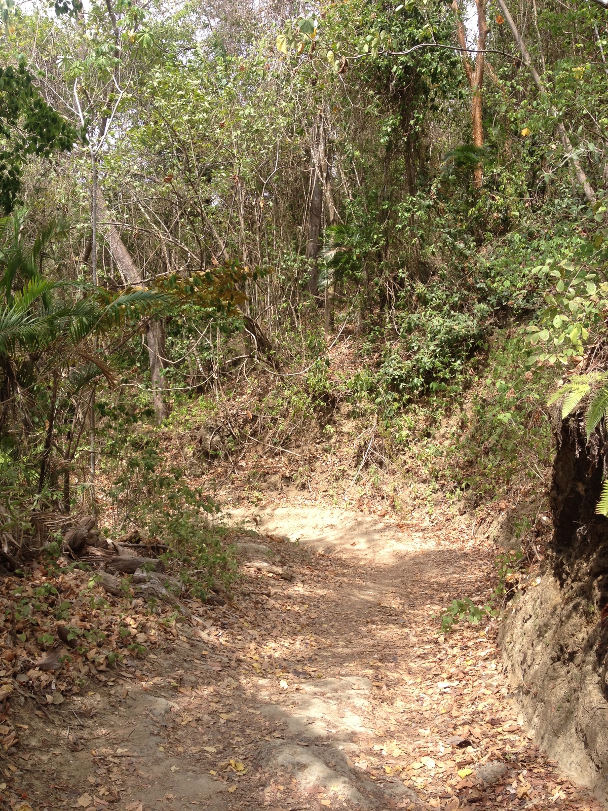 รูปถ่าย คอสตาริกา(Costa Rica) มอนเตซูมา(Montezuma) 2015-03 527