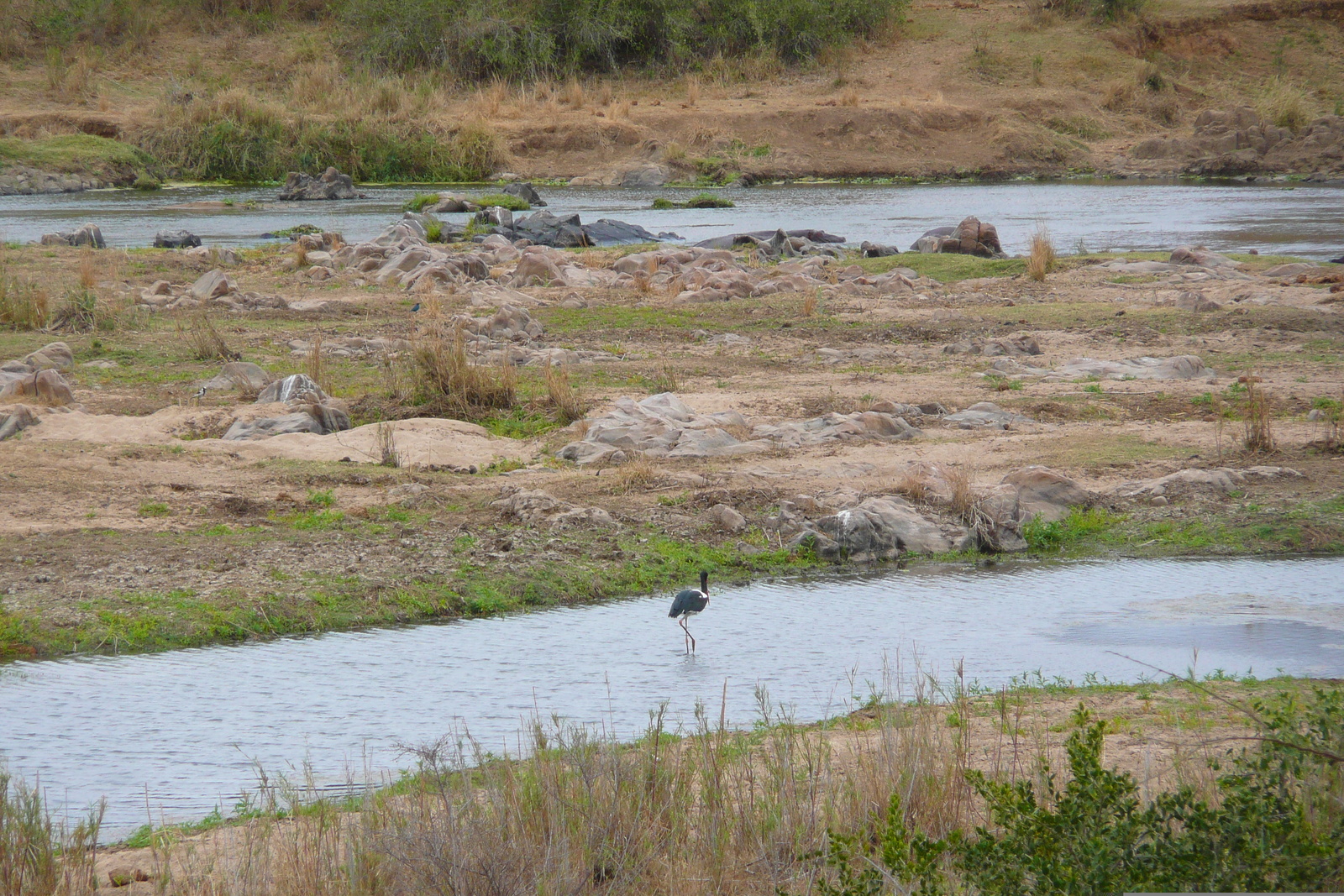 รูปถ่าย แอฟริกาใต้(South Africa) อุทยานแห่งชาติครูเกอร์(Kruger National Park) แม่น้ำครอกโคไดล์(Crocodile River) 2008-09 8