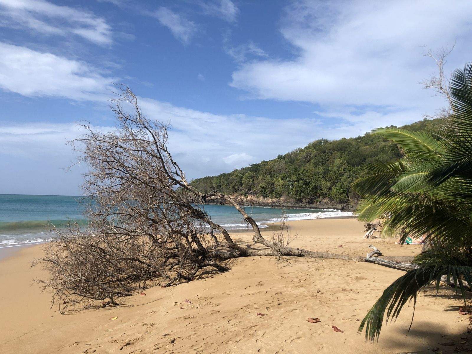 รูปถ่าย กวาเดอลูป(Guadeloupe) หาดลาแปร์ล(La Perle Beach) 2021-02 43