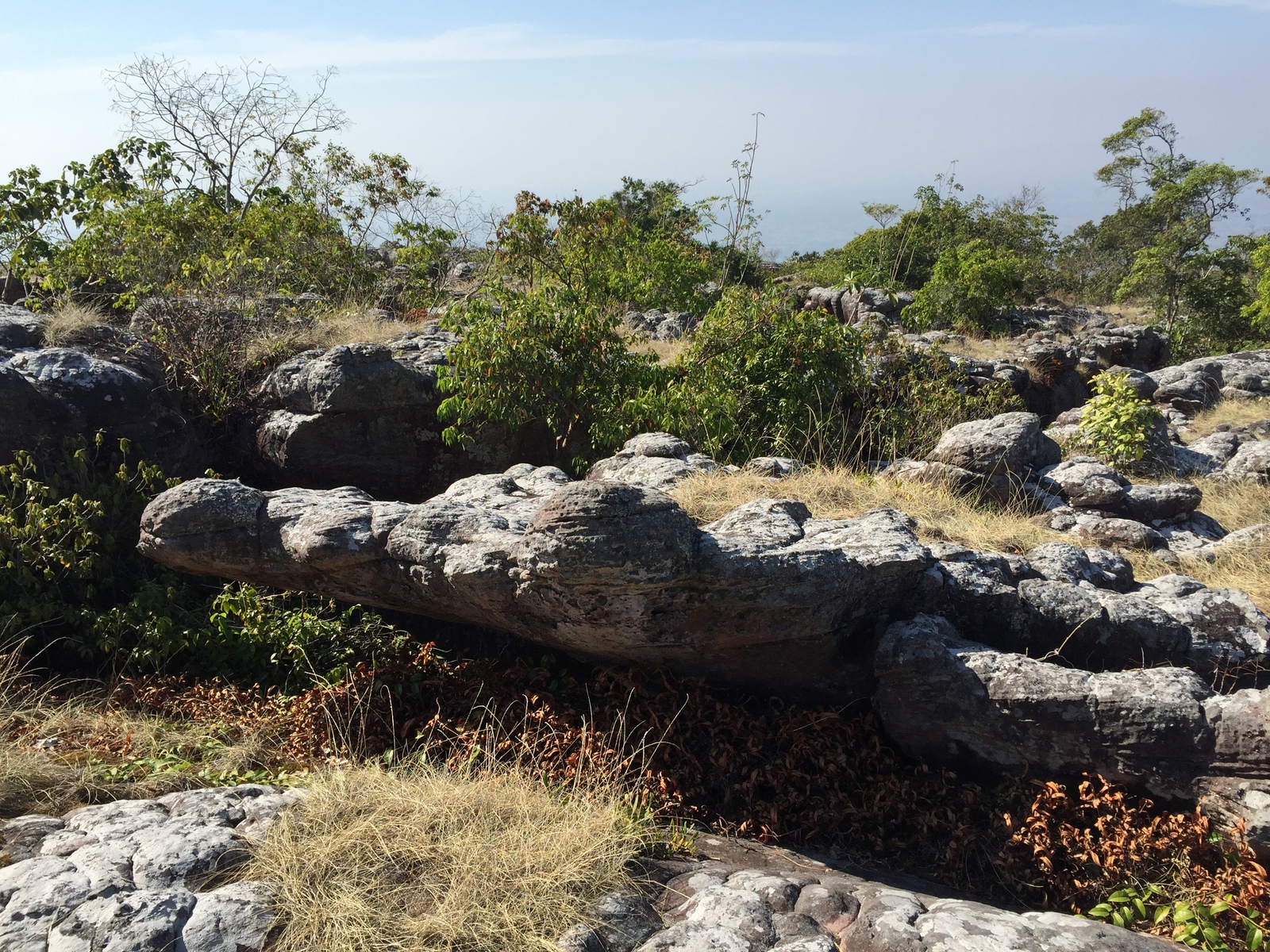รูปถ่าย ไทย(Thailand) อุทยานแห่งชาติภูหินร่องกล้า(Phu Hin Rong Kla National Park) 2014-12 257