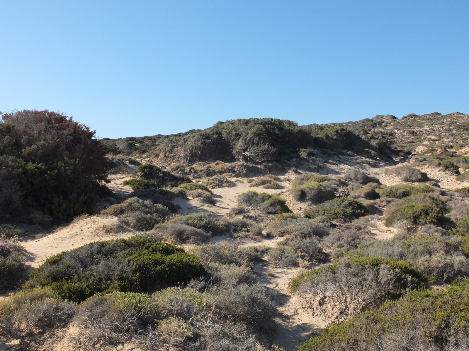รูปถ่าย กรีก(Greece) เกาะคูโฟนิสเซีย(Koufonissia) 2014-07 467