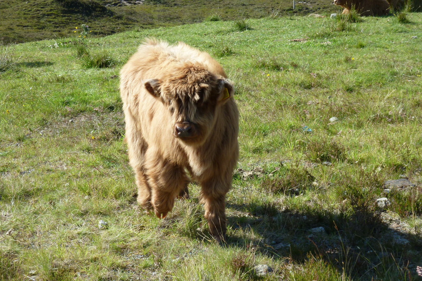 รูปถ่าย อังกฤษ(United Kingdom) เกาะสกาย(Skye) เทือกเขาคูลิน(The Cuillin) 2011-07 88