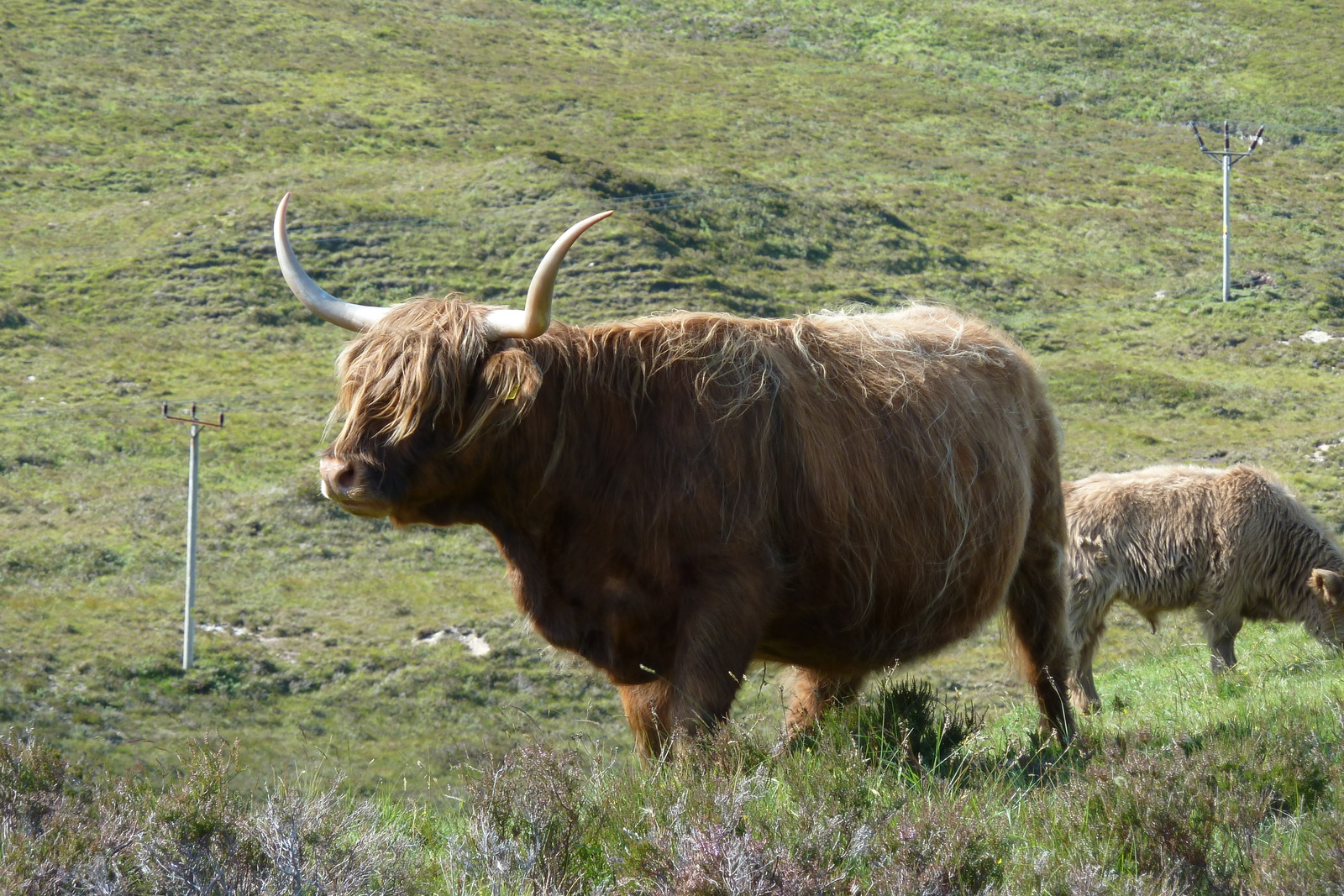 รูปถ่าย อังกฤษ(United Kingdom) เกาะสกาย(Skye) เทือกเขาคูลิน(The Cuillin) 2011-07 101