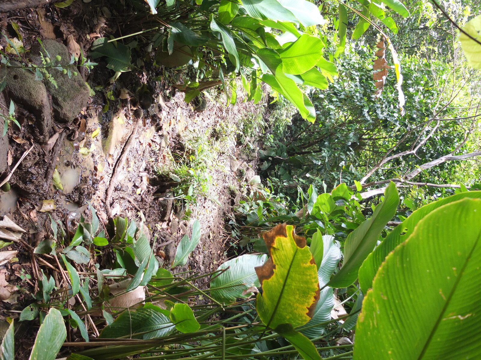 รูปถ่าย ปานามา(Panama) เกาะบาสติเมนโตส(Bastimentos) 2015-03 7