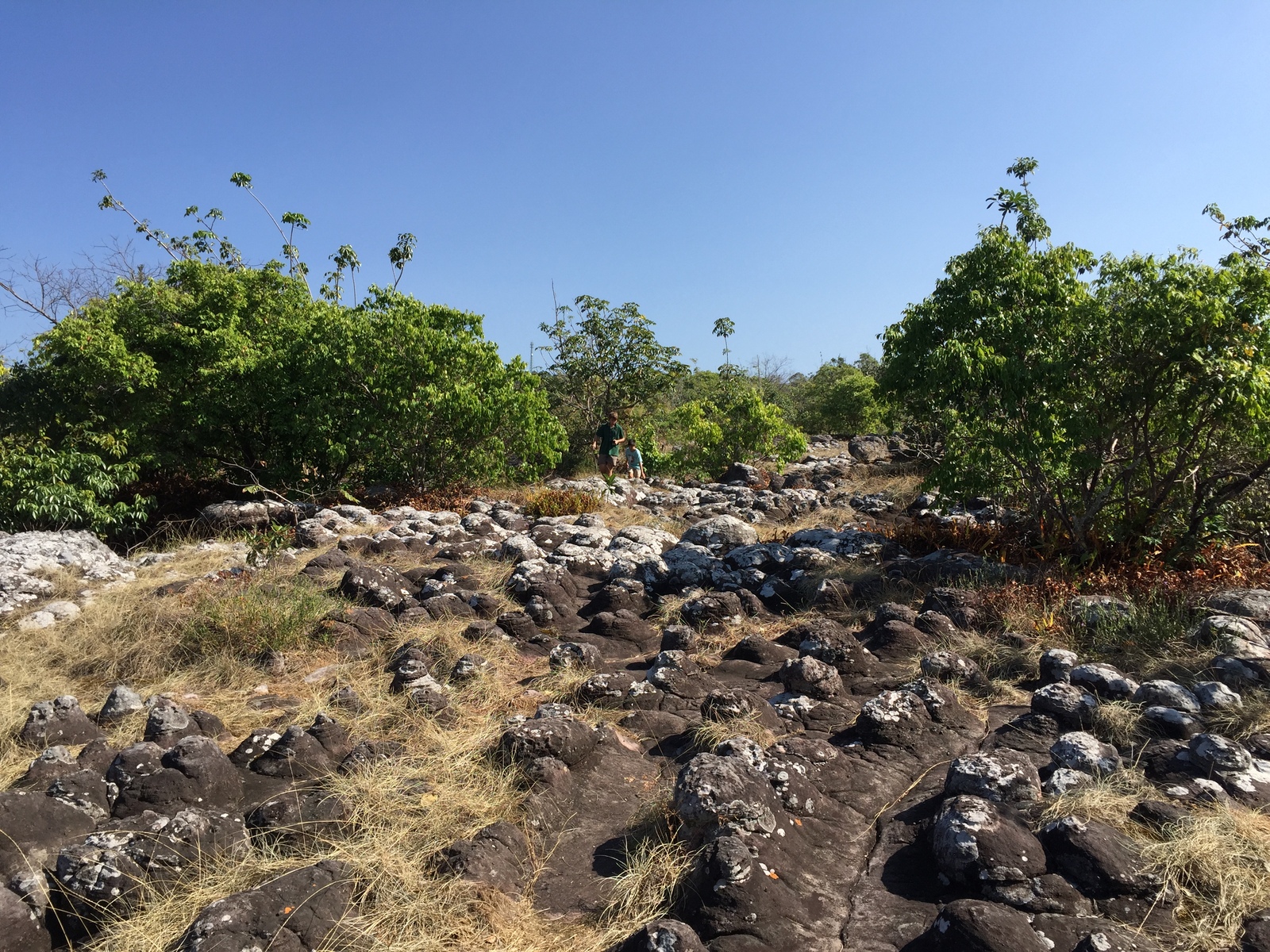 รูปถ่าย ไทย(Thailand) อุทยานแห่งชาติภูหินร่องกล้า(Phu Hin Rong Kla National Park) 2014-12 41