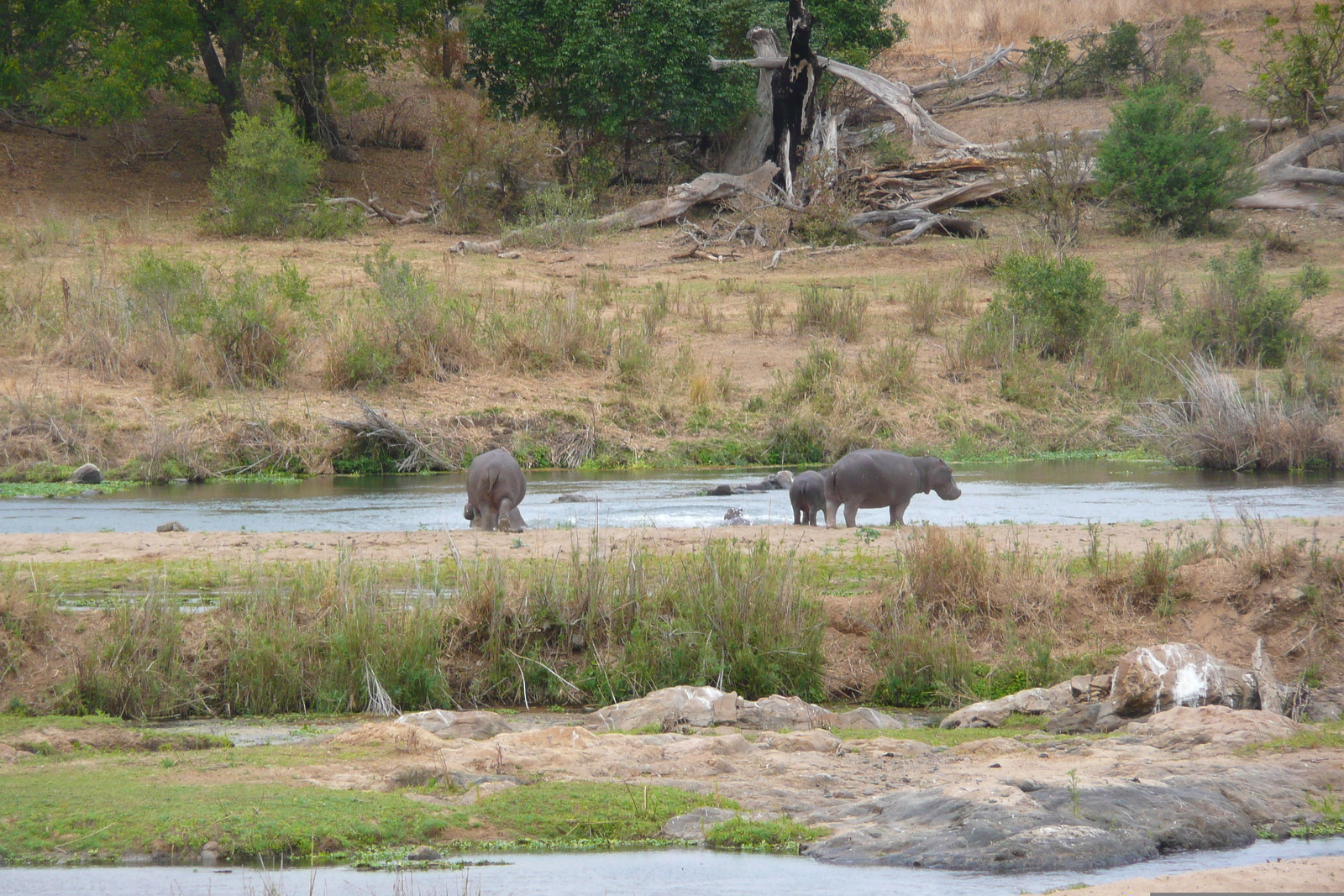 รูปถ่าย แอฟริกาใต้(South Africa) อุทยานแห่งชาติครูเกอร์(Kruger National Park) แม่น้ำครอกโคไดล์(Crocodile River) 2008-09 61