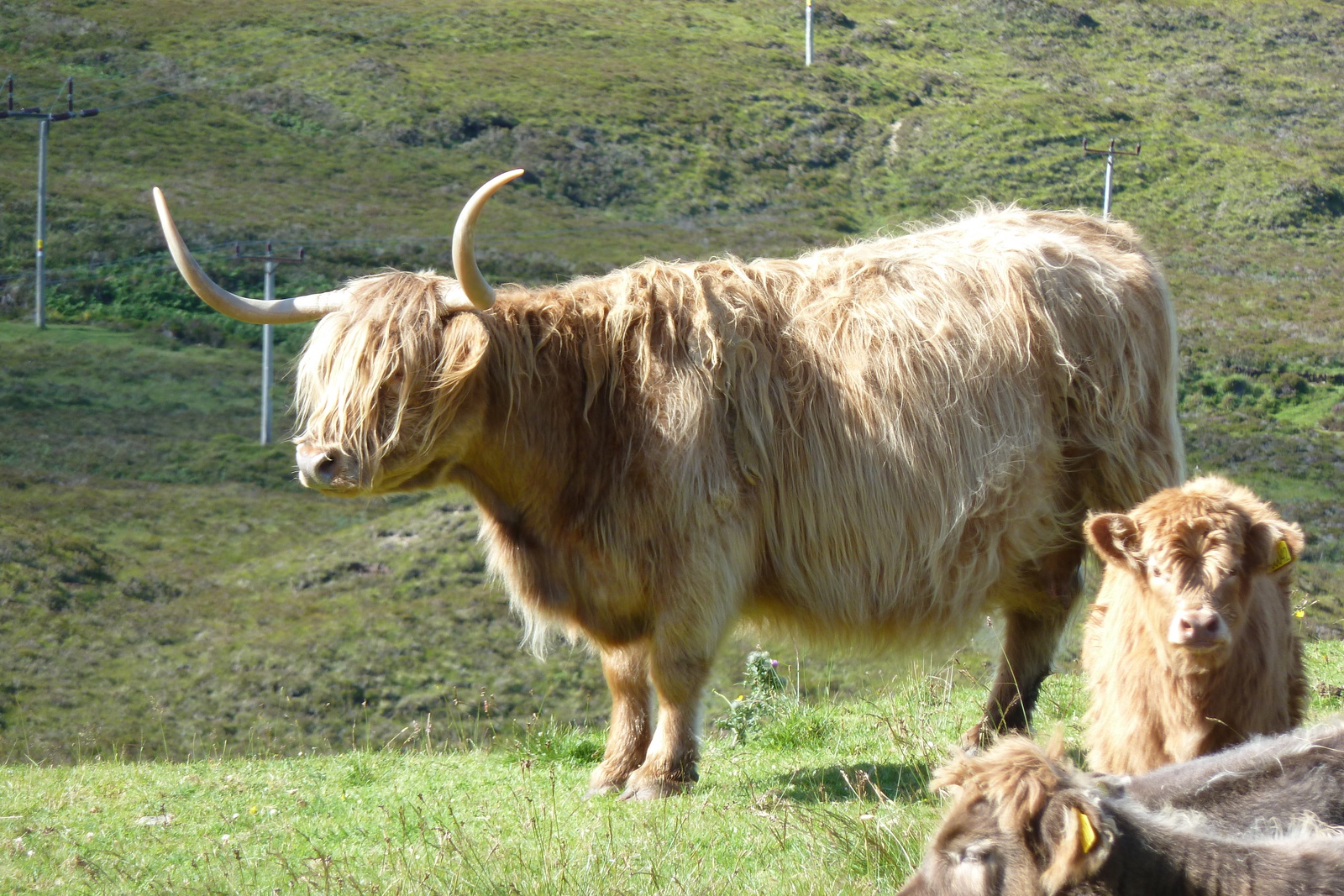 รูปถ่าย อังกฤษ(United Kingdom) เกาะสกาย(Skye) เทือกเขาคูลิน(The Cuillin) 2011-07 56