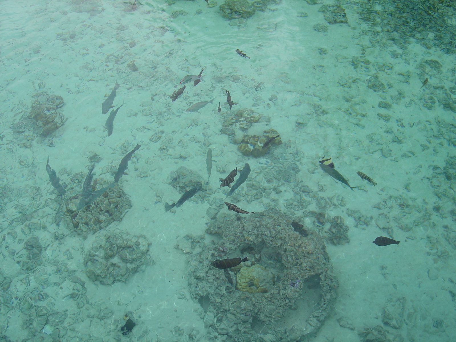 รูปถ่าย เฟรนช์โพลี่นีเซีย(Polynesia) โรงแรมเลอเมอริเดียน โบราโบรา(Meridien Bora Bora Hotel) 2006-04 24