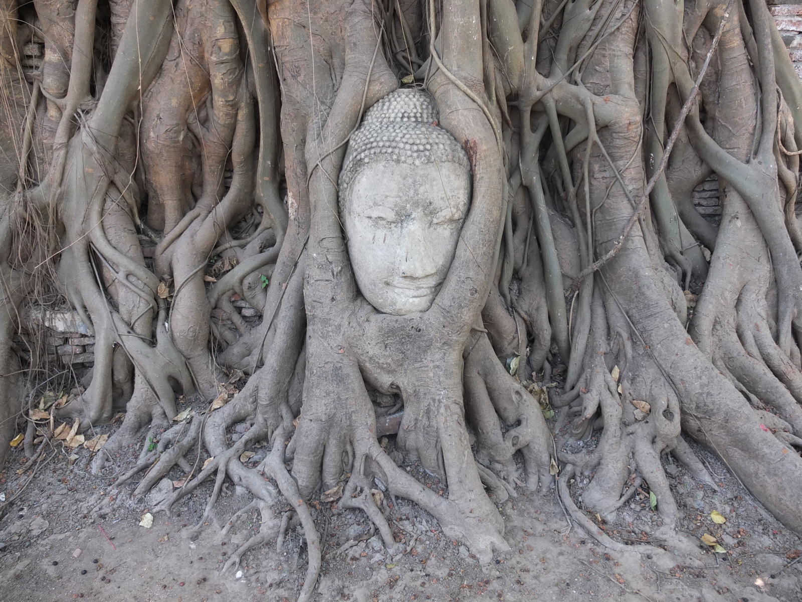 รูปถ่าย ไทย(Thailand) อยุธยา(Ayutthaya) 2011-12 42