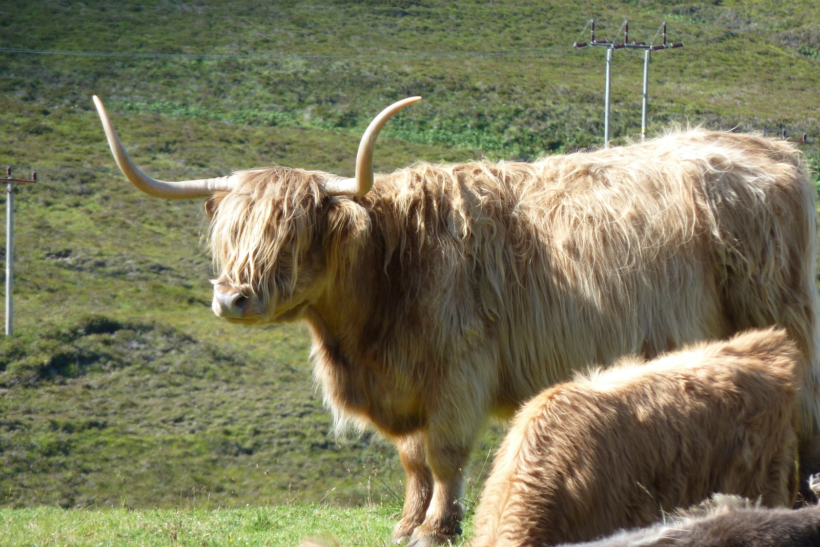 รูปถ่าย อังกฤษ(United Kingdom) เกาะสกาย(Skye) เทือกเขาคูลิน(The Cuillin) 2011-07 124