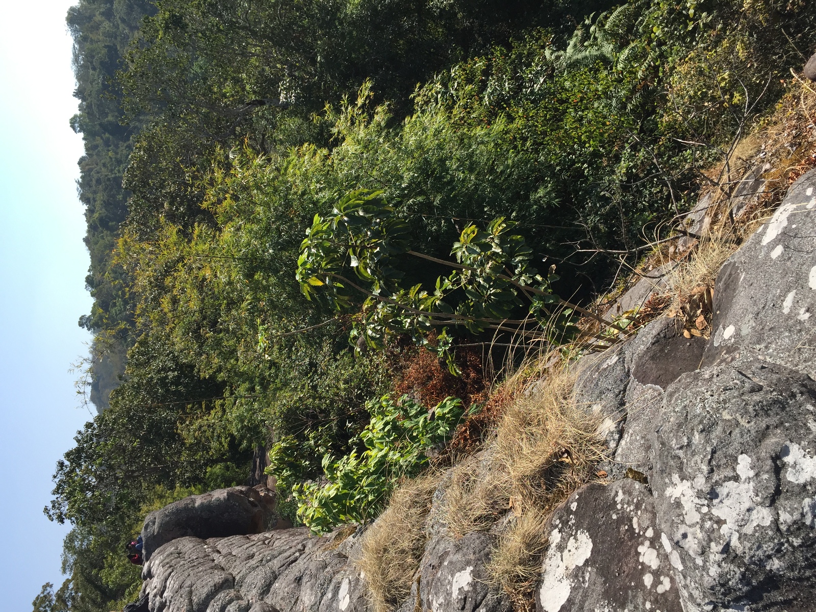 รูปถ่าย ไทย(Thailand) อุทยานแห่งชาติภูหินร่องกล้า(Phu Hin Rong Kla National Park) 2014-12 74