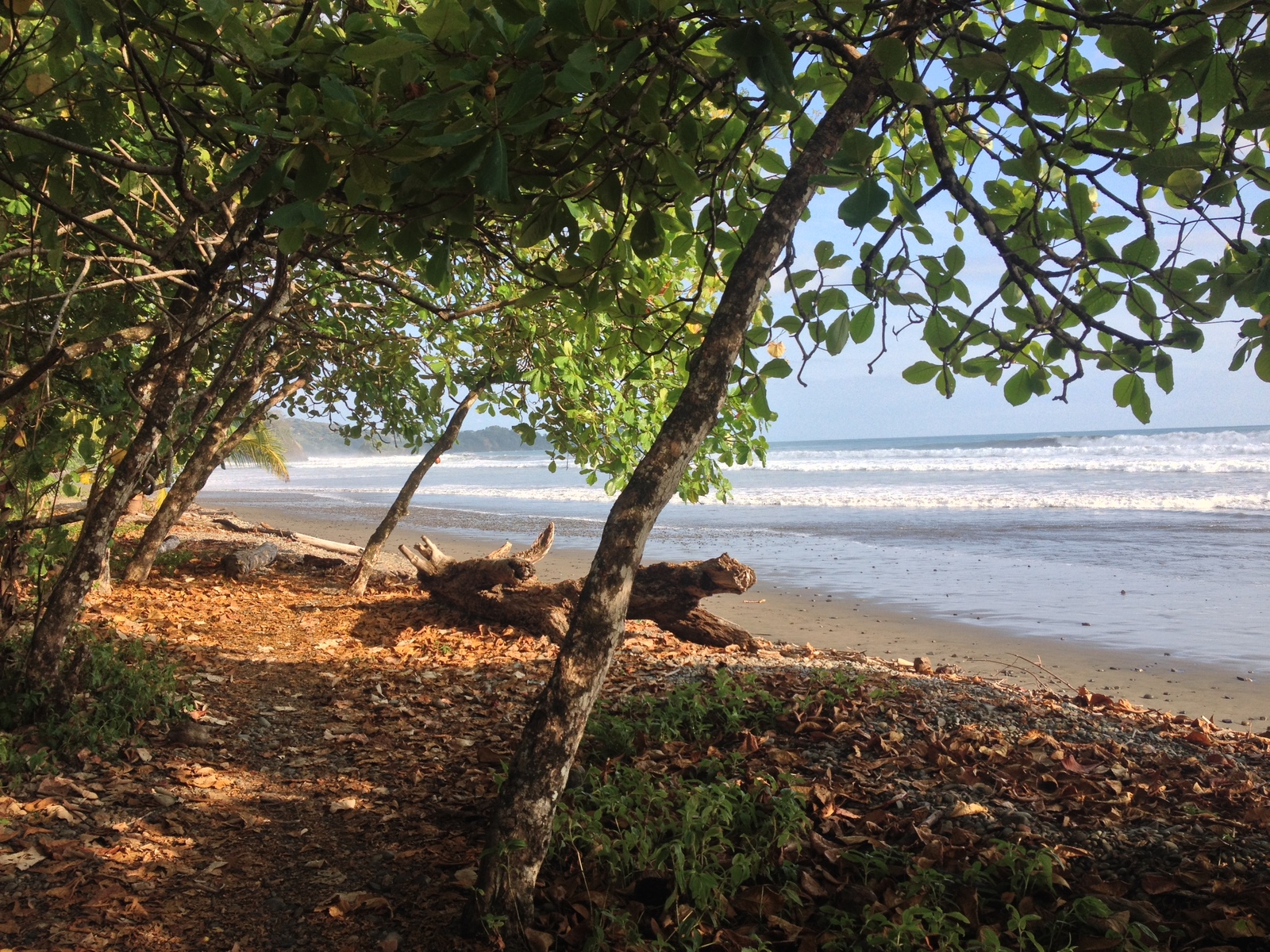 รูปถ่าย คอสตาริกา(Costa Rica) โดมินิกัล(Dominical) 2015-03 80
