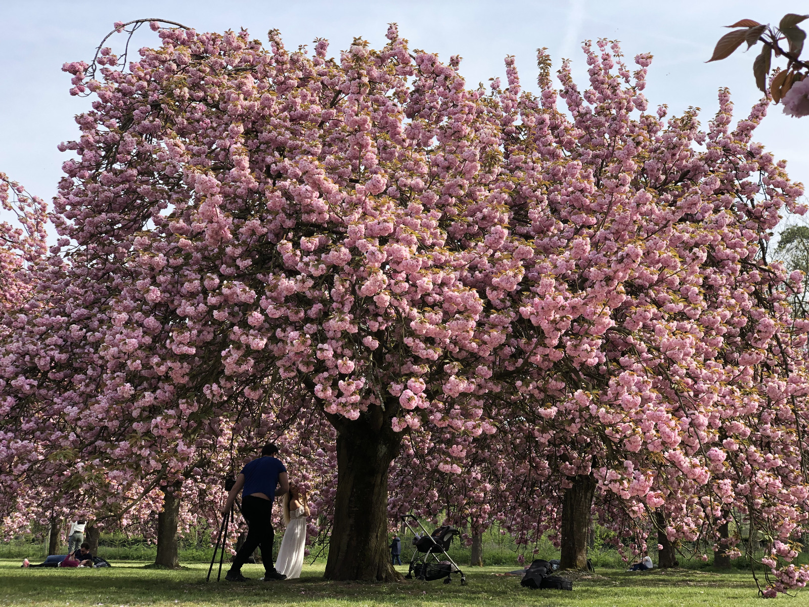 รูปถ่าย ฝรั่งเศส(France) สวนโซ(Parc de Sceaux) 2019-04 37