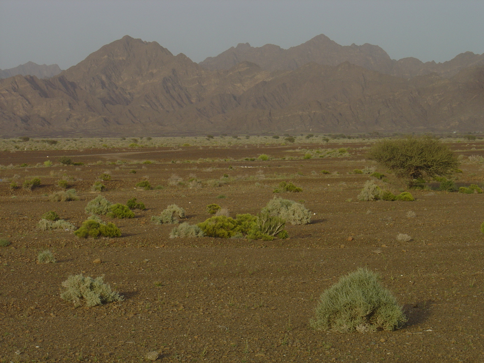 รูปถ่าย โอมาน(Oman) จากบูไมิไปถนนมาฮาดา(Buraimi to Mahada road) 2005-03 19