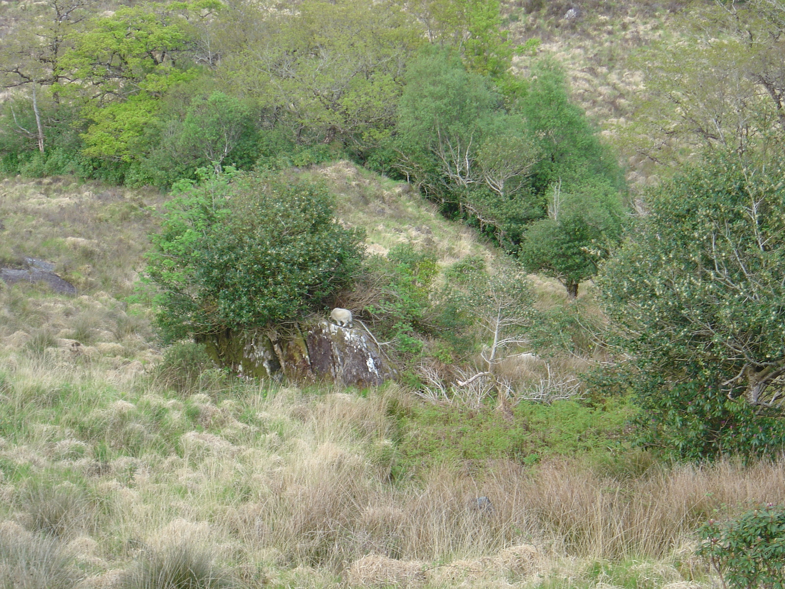 รูปถ่าย ไอร์แลนด์(Ireland) เคอร์รี่(Kerry) สวนสาธารณะคิลลาร์นีย์เนชั่นเนล(Killarney National Park) 2004-05 6