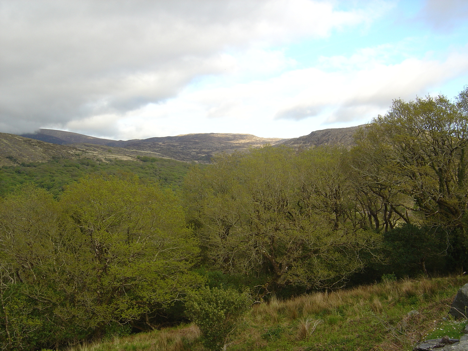 รูปถ่าย ไอร์แลนด์(Ireland) เคอร์รี่(Kerry) สวนสาธารณะคิลลาร์นีย์เนชั่นเนล(Killarney National Park) 2004-05 48