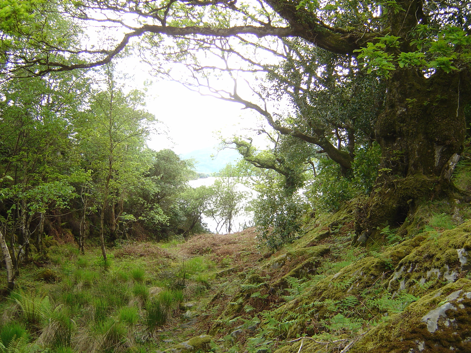 รูปถ่าย ไอร์แลนด์(Ireland) เคอร์รี่(Kerry) สวนสาธารณะคิลลาร์นีย์เนชั่นเนล(Killarney National Park) 2004-05 40