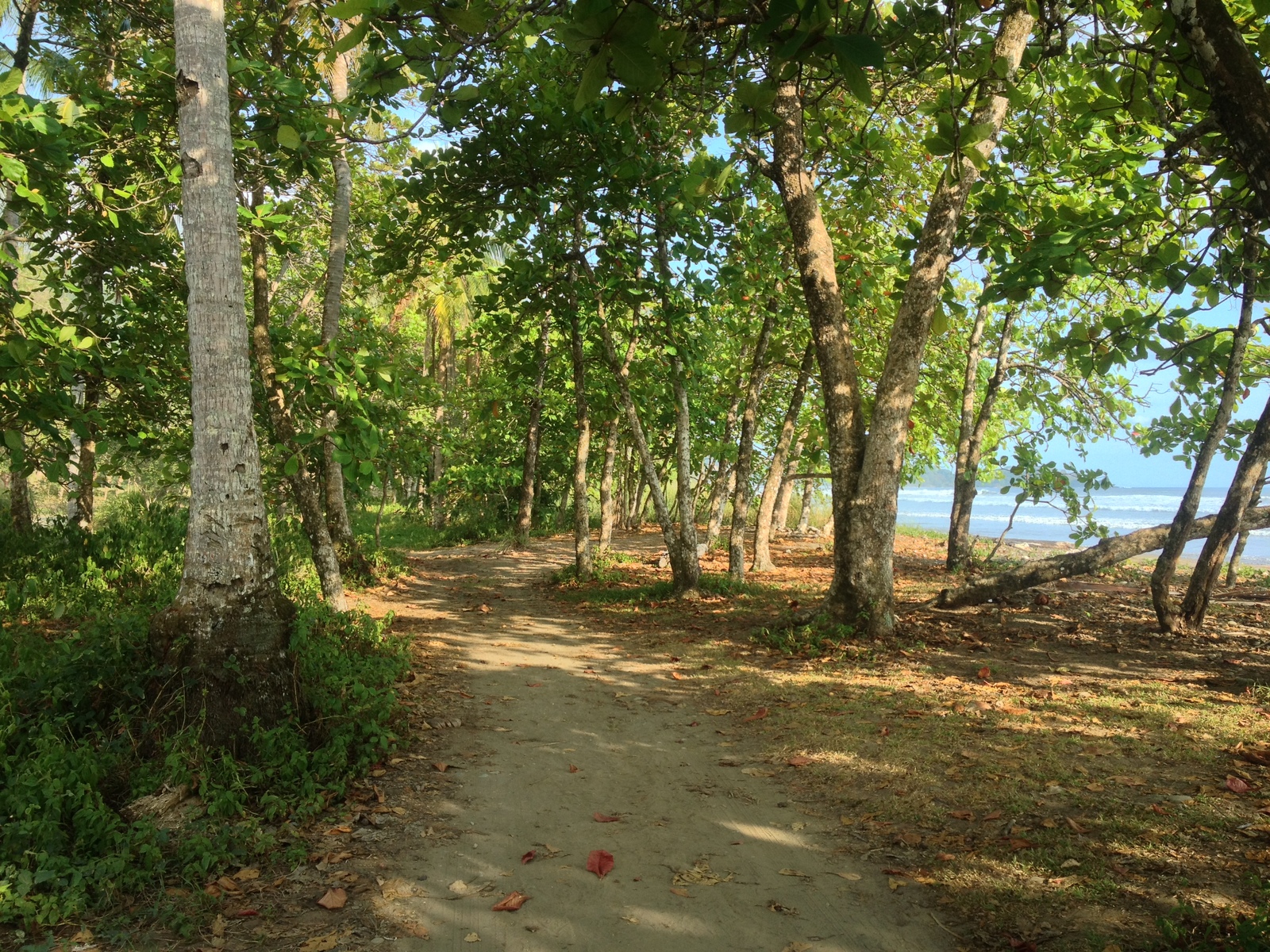 รูปถ่าย คอสตาริกา(Costa Rica) โดมินิกัล(Dominical) 2015-03 76