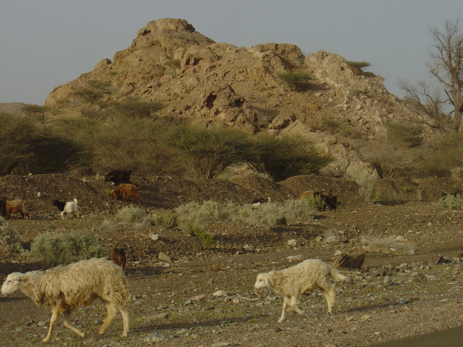 รูปถ่าย โอมาน(Oman) จากบูไมิไปถนนมาฮาดา(Buraimi to Mahada road) 2005-03 30