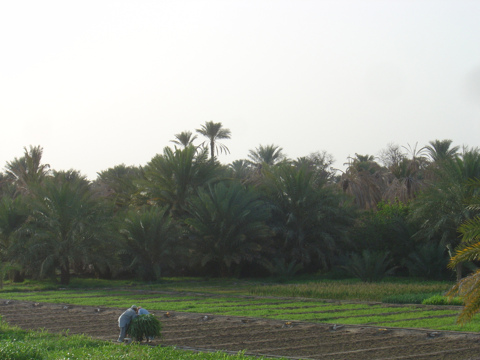 รูปถ่าย โอมาน(Oman) มาฮาดา(Mahada) 2005-03 1