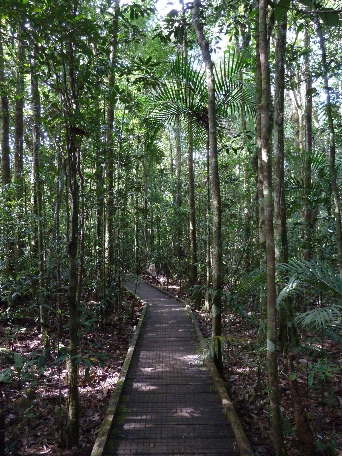 รูปถ่าย นิวแคลิโดเนีย(New Caledonia) อุทยานริเวียร์เบลอ(Parc de la Riviere Bleue) โรงแรมเลอกร็องกาโอรี(Le Grand Kaori) 2010-05 21