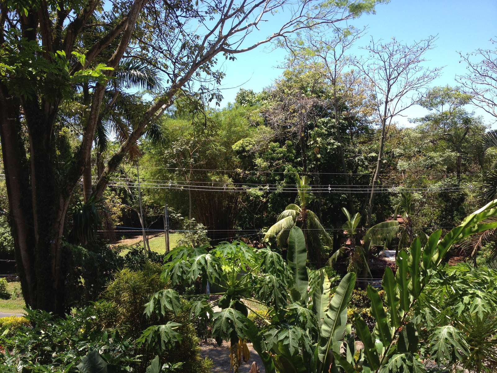 รูปถ่าย คอสตาริกา(Costa Rica) มานวยล์อันโตนีโอ(Manuel Antonio) 2015-03 73