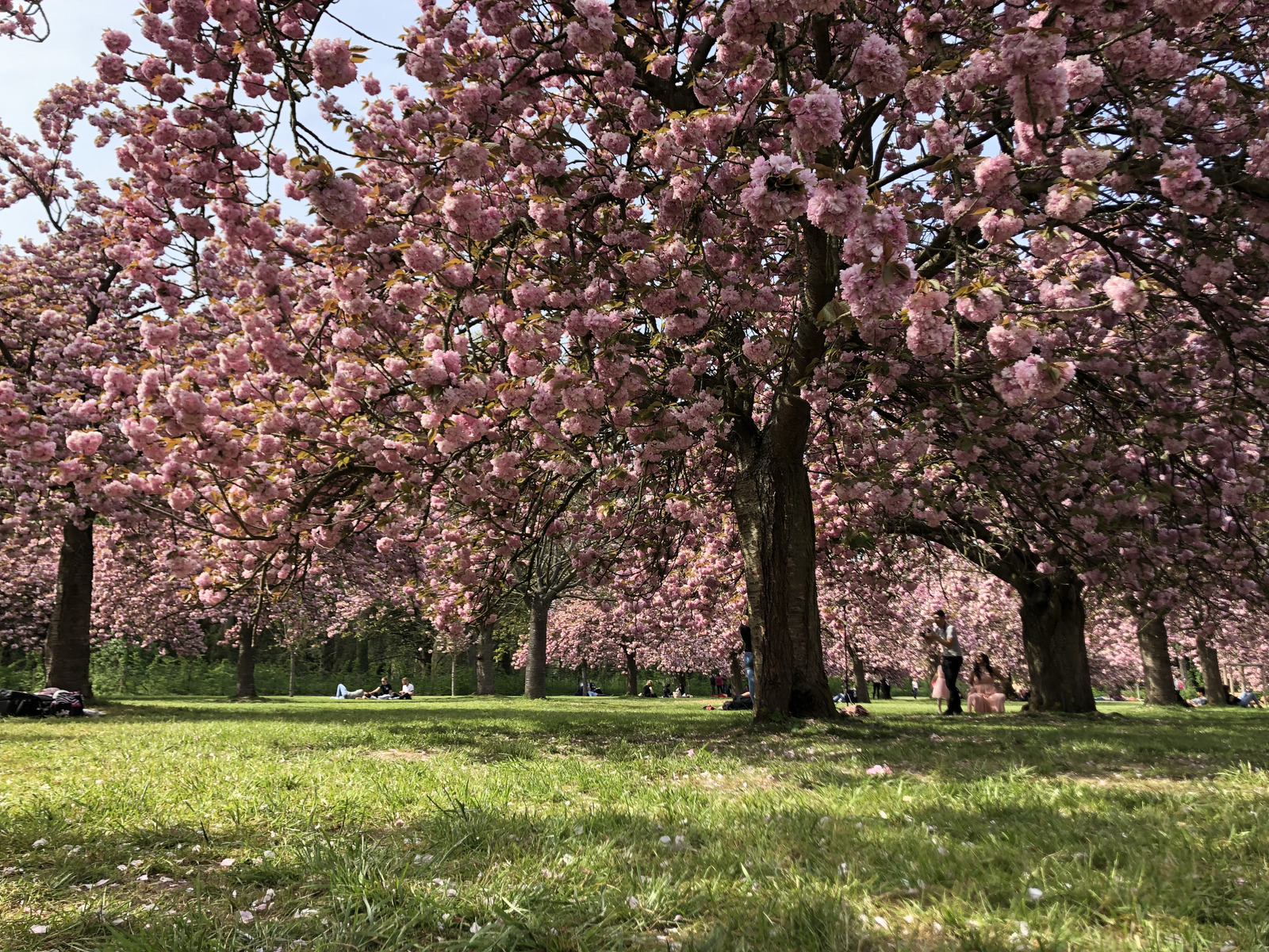 รูปถ่าย ฝรั่งเศส(France) สวนโซ(Parc de Sceaux) 2019-04 67